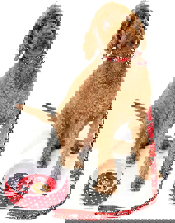 Disney Unisex Blue Minnie Mouse Bowl , Collar , Charm and Lead Gift Set