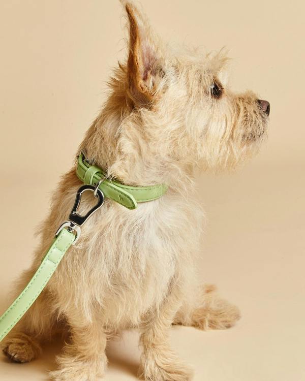 Small Dog Collar in Green with Silver Buckles