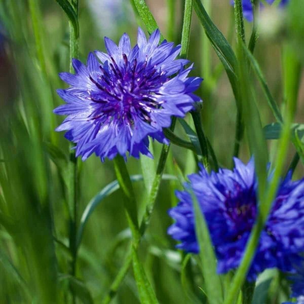 blue diadem seeds