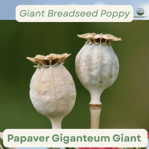 Close-up of Papaver Giganteum giant poppy seed pods golf ball to tennis ball size