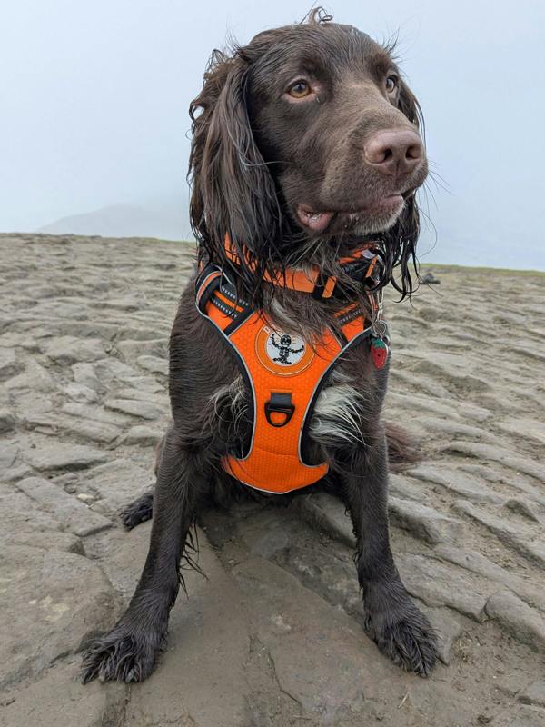 DRYBONES Dog Harness