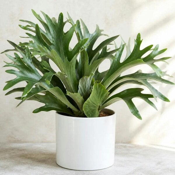 Platycerium Bifurcatum Staghorn Fern – Unique Antler-Shaped Foliage Indoor Houseplant