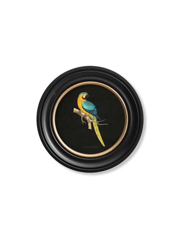Exceptional Art C.1884 Collection of Macaws in Round Frames - Black