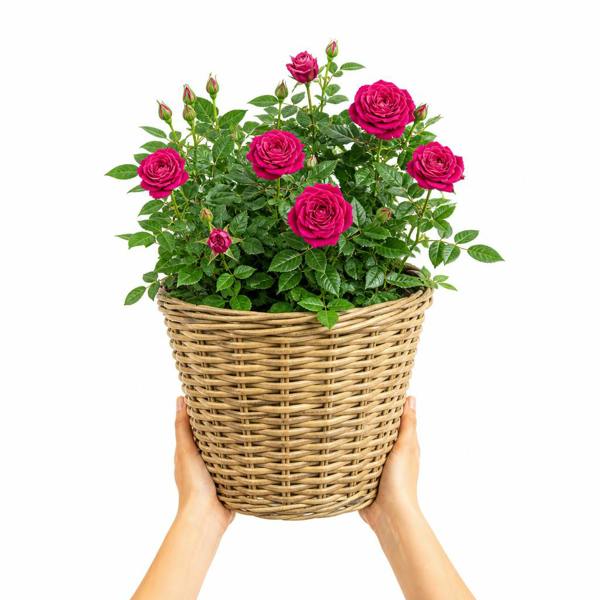 5L Rose Let's Celebrate Dark Pink Rose Bush- Beautiful Flowering Garden Plant