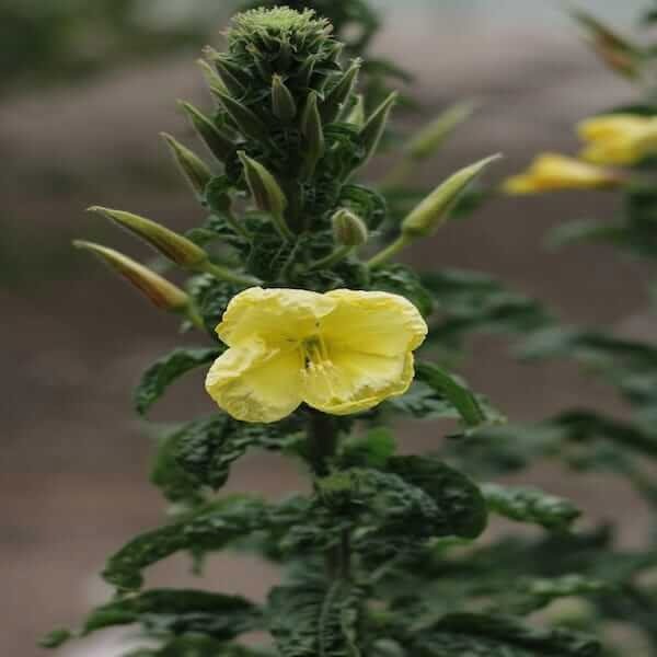 evening primrose plants for sale near me