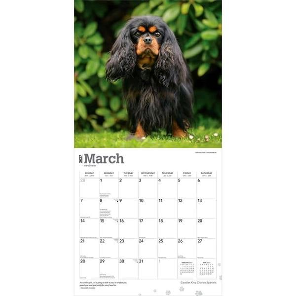 Cavalier King Charles Spaniels Calendar 2027, Wall Calendars, Month To View, Dogs, Gift