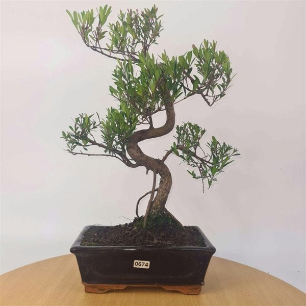 Brush Cherry (Syzygium) Bonsai Tree | Shaped | In 20cm Pot - Yorkshire Bonsai