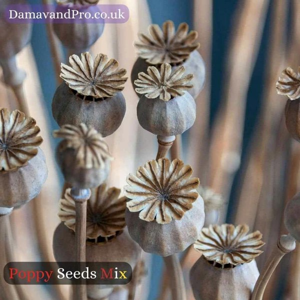 A close-up of a colorful poppy seed mix showcasing various shades and types.