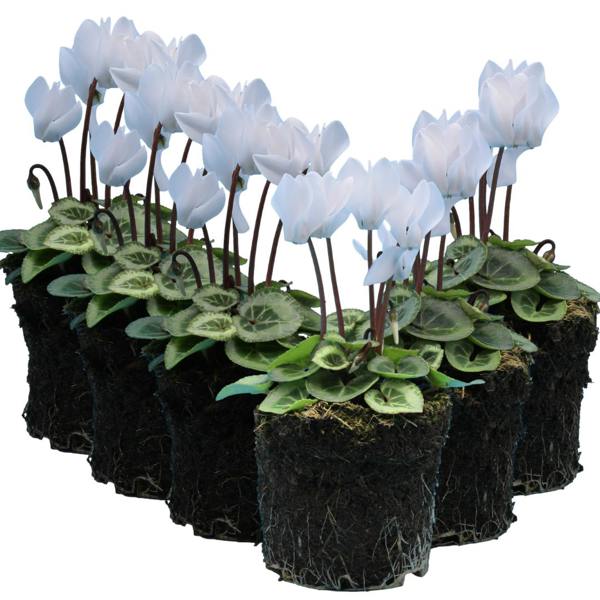Cyclamen Silver Leaf White 10.5cm Pot Pack of 3 & 6 Flowering Outdoor Plants