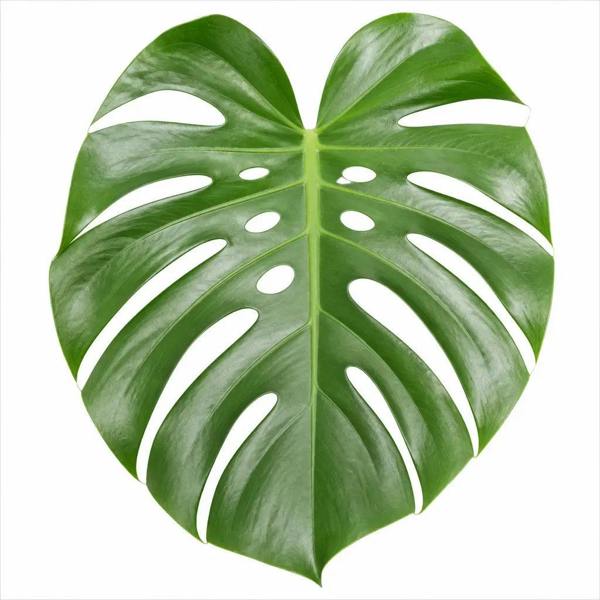 Monstera Deliciosa Cheese Plant 19cm Pot – Easy Care Large Indoor Houseplant