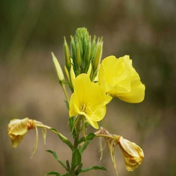 evening-primrose-seeds