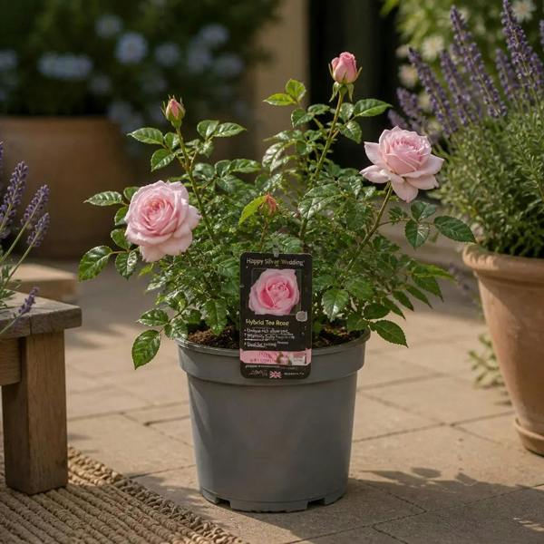 3L Happy Silver Wedding Light Pink Rose Bush - Beautiful Flowering Plant Gift