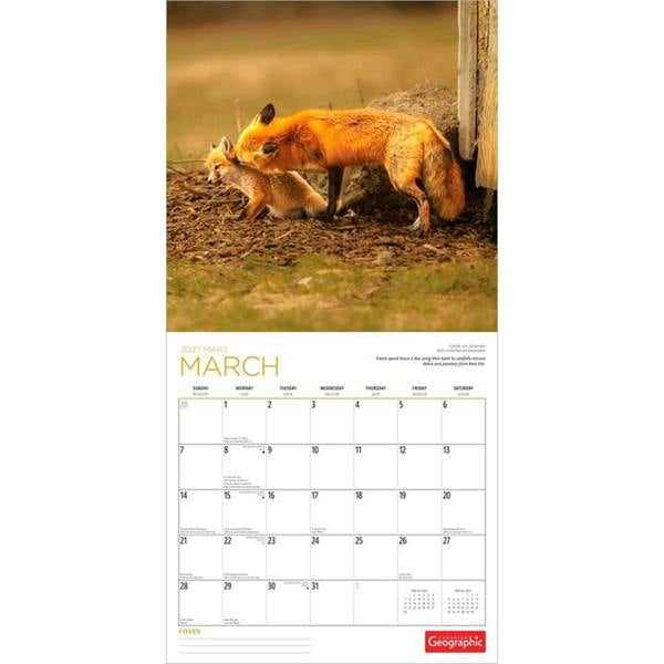 Foxes Calendar 2027, Wall Calendars, Month To View, Animals, Gift