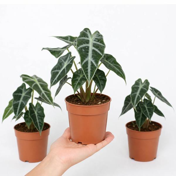 Alocasia Polly Elephant Ear 12cm Pot Plants By Post