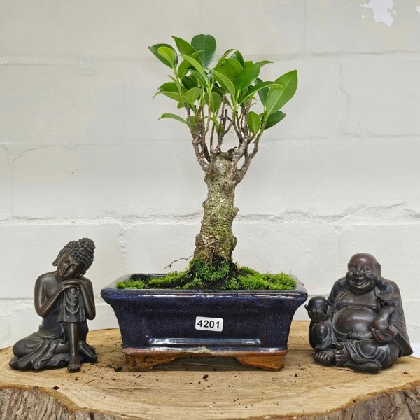 Yorkshire Bonsai Ficus Microcarpa (Banyan Fig) Indoor Bonsai Tree | Broom | In 15cm Pot