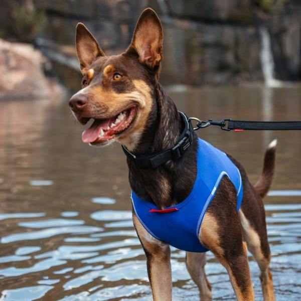 EzyDog UPF 50+ Dog Rash Vest in Blue