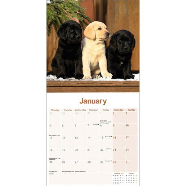 Labrador Retrievers Calendar 2027, Wall Calendars, Month To View, Dogs, Gift