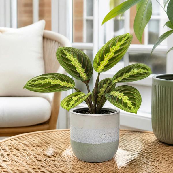 Maranta Lemon Lime Prayer Plant 12cm Pot – Variegated Indoor Houseplant The Rose Press Garden