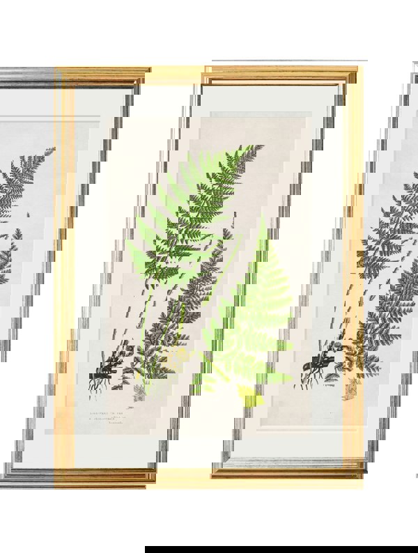 Exceptional Art Collection of 6 Ferns