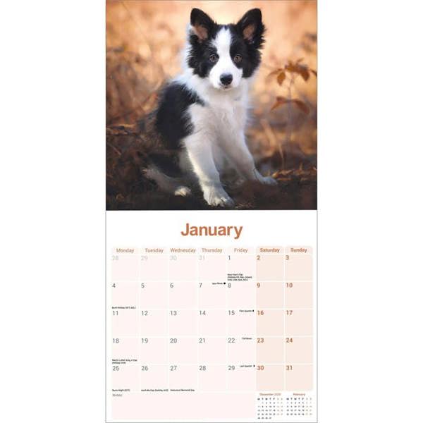 Border Collie Calendar 2027, Wall Calendars, Month To View, Dogs, Gift