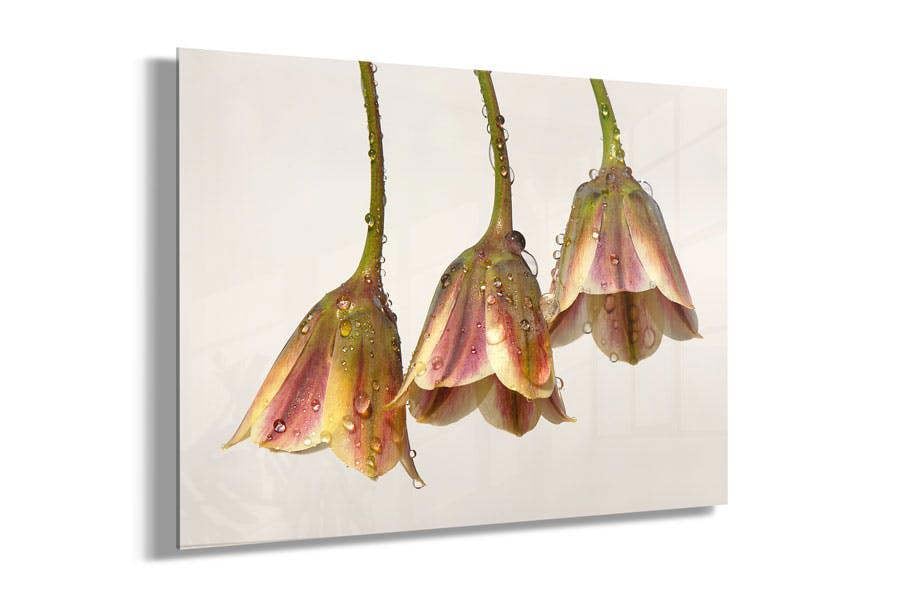 flower photography wall art