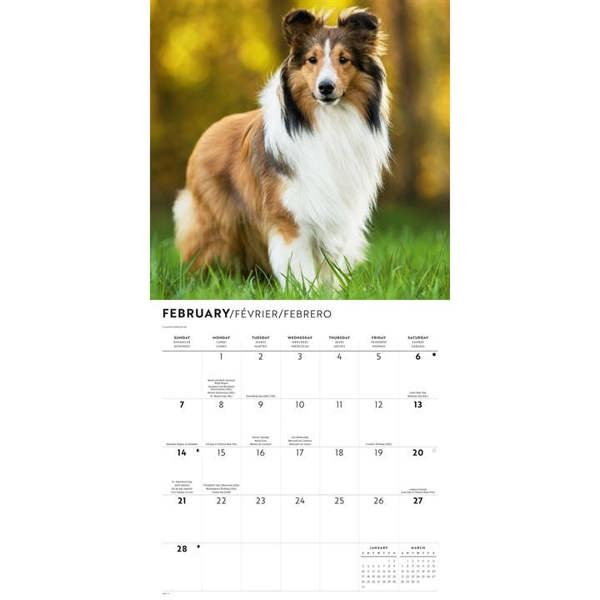 Shetland Sheepdogs Calendar 2027, Wall Calendars, Month To View, Dogs, Gift