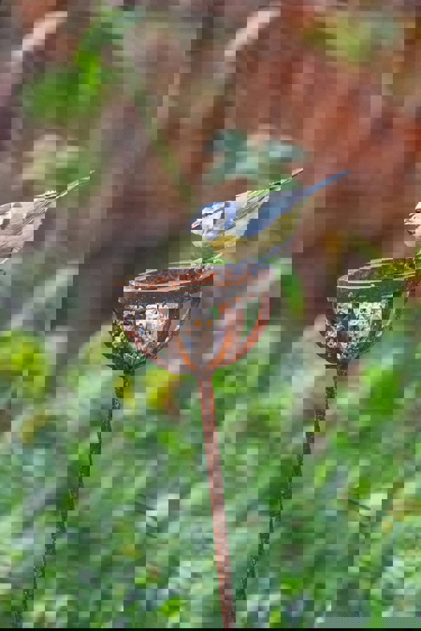 fat balls for wild birds