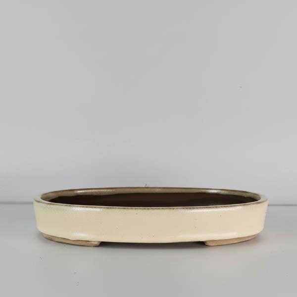 26cm Glazed Bonsai Pot | Oval | 26cm x 19cm x 4cm | Cream - Yorkshire Bonsai