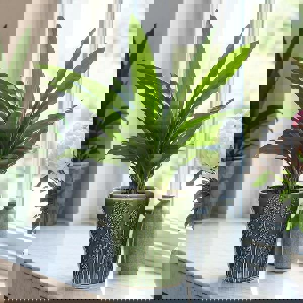 Lithgow Green Ceramic Plant Pot H13.5 x W14.5cm