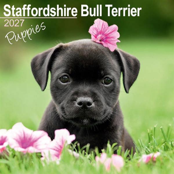 Staffordshire Bull Terrier Puppies Calendar 2027, Wall Calendars, Month To View, Dogs, Gift
