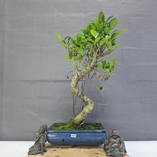 Yorkshire Bonsai Ficus Microcarpa (Banyan Fig) Indoor Bonsai Tree | Shaped | In 25cm Pot