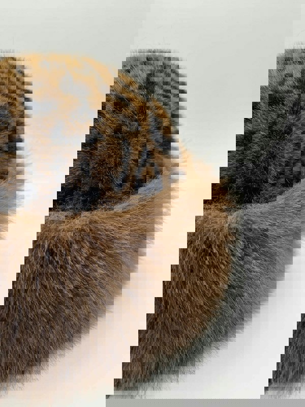 SVNX Mongolian Hat In Leopard