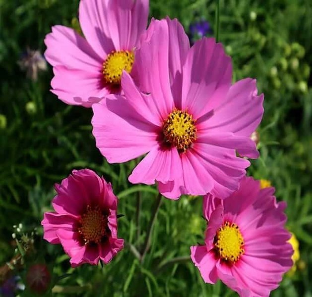 cosmos-bipinnatus-seeds