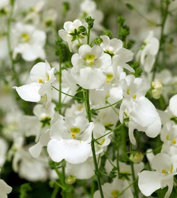 Diascia Flying Colours White 9cm In Recyclable Pots x 3 Plants