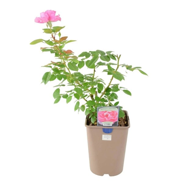 Rose Mum in a Million 5.5L Pot