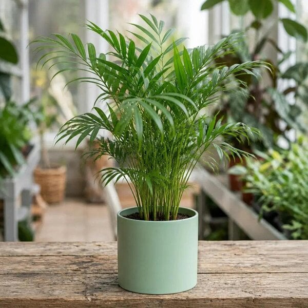 Chamaedorea Elegans Parlour Palm 2L – Elegant Tropical Indoor Houseplant
