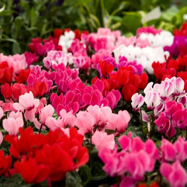 Cyclamen Growers Selection 10.5cm Pot Pack of 3 & 6 Flowering Outdoor Plants Plants By Post