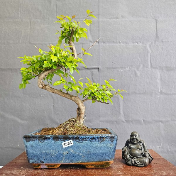 Yorkshire Bonsai Bird Plum (Sageretia) Bonsai Tree | Shaped | In 20cm Pot