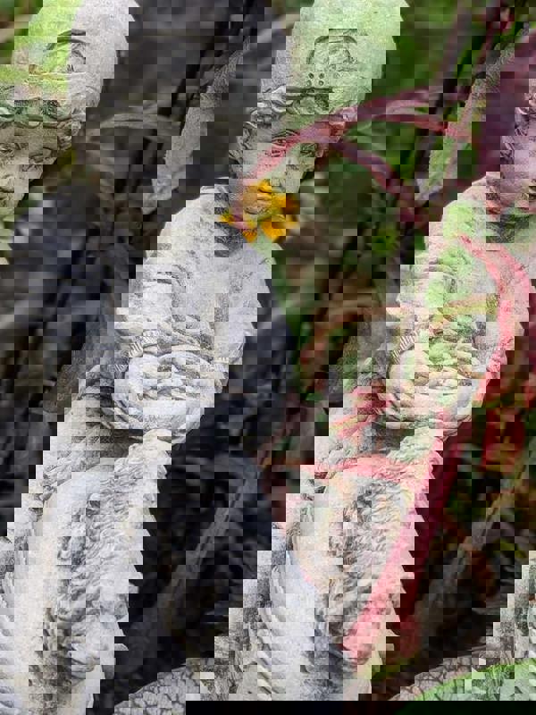 Boy on Tractor with Small Planter Trailer