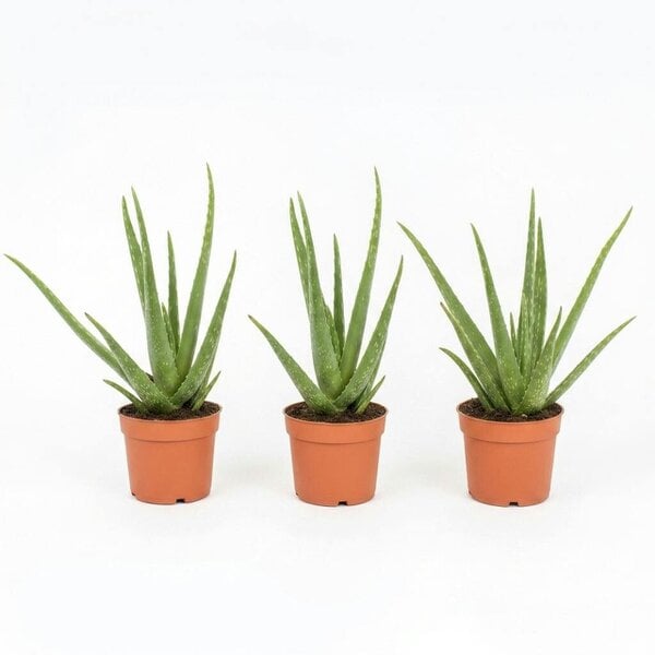 Aloe Vera Plant 12cm Pot for Indoors - Medicinal Houseplant - Nursery Pot - 3