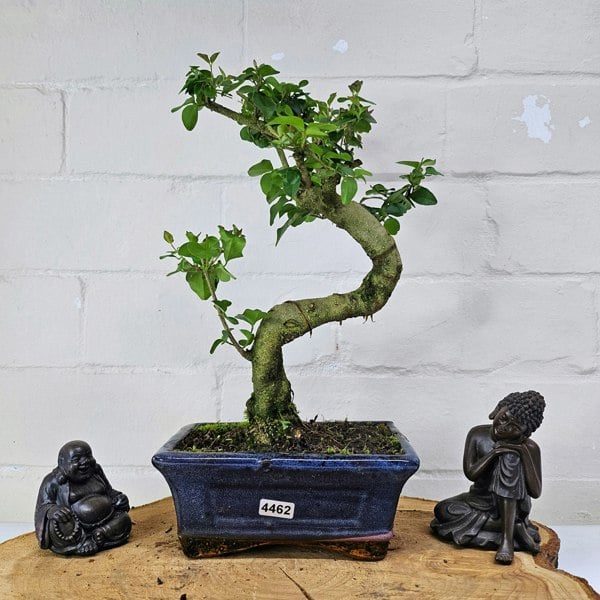 Yorkshire Bonsai Chinese Privet (Ligustrum Sinense) Bonsai Tree | Shaped | In 15cm Pot