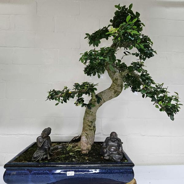 Yorkshire Bonsai Large Chinese Elm (Ulmus Parvifolia) Bonsai Tree | Shaped | In 40cm Pot - 4131