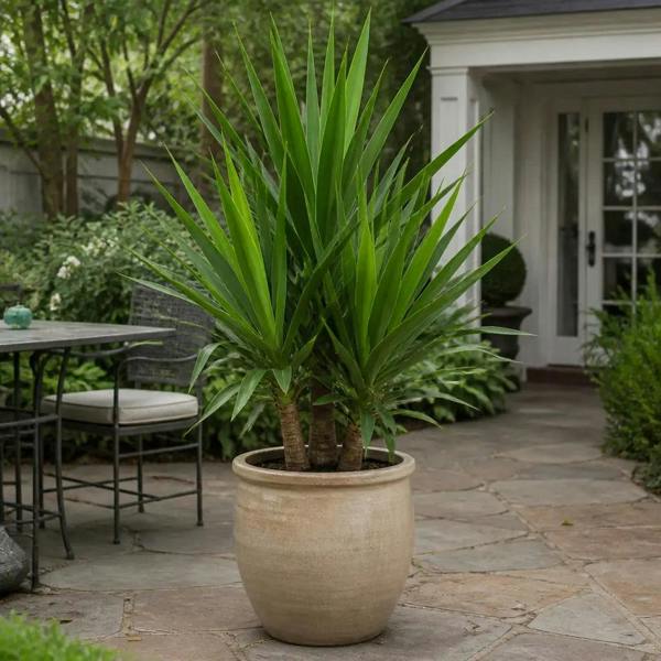 Yucca 19cm Pot – Easy Care Large Indoor Houseplant