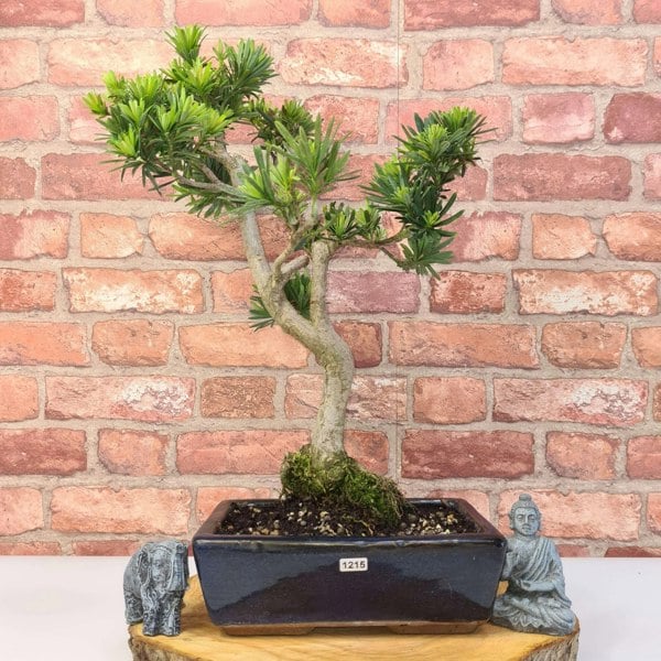 Buddhist Pine (Podocarpus Micro) Bonsai Tree | Shaped | In 25cm Pot