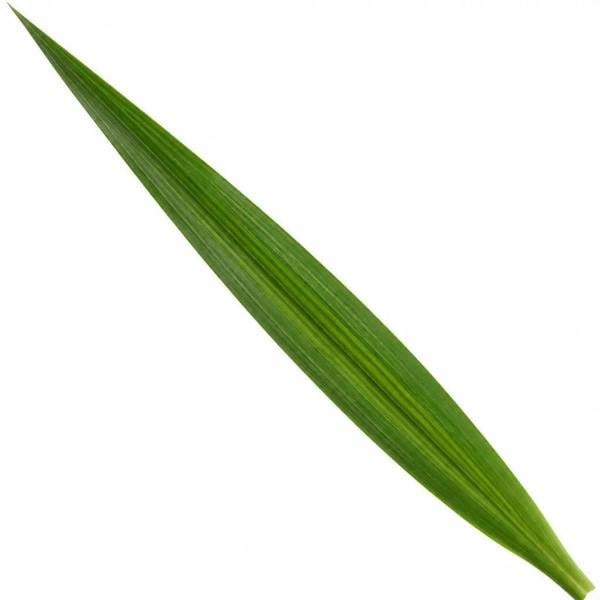 Yucca 19cm Pot – Easy Care Large Indoor Houseplant