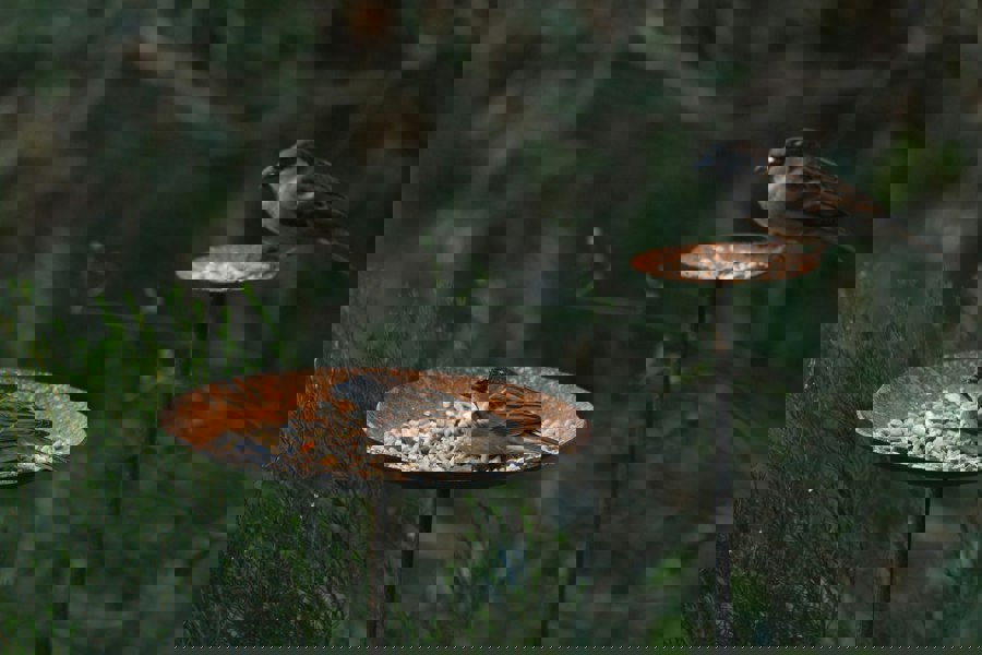 bird feeding platroms