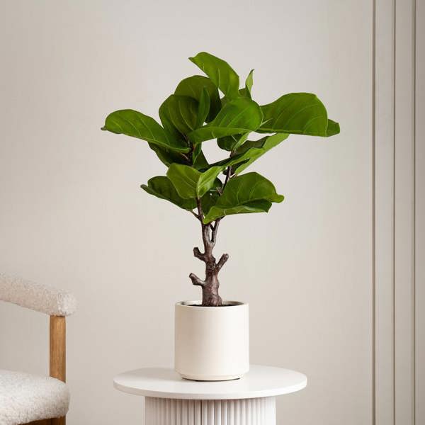 Scottish Everlastings 75cm Real Touch Fiddleleaf Fig Tree in Chunky White Pot
