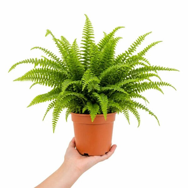Nephrolepis Boston Fern 17cm Pot – Easy Care Pet Friendly Indoor Houseplant - Nursery Pot