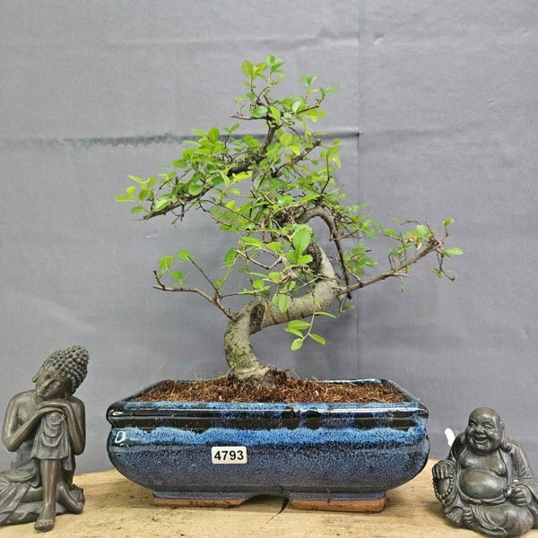 Yorkshire Bonsai Chinese Elm (Ulmus Parvifolia) Bonsai Tree | Shaped | In 20cm Pot