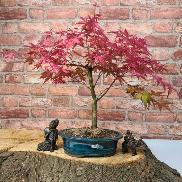 Yorkshire Bonsai Japanese Maple (Acer) Bonsai Tree | Deshojo Informal Upright | In 20cm Pot